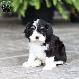 Copy of Miles, Cavapoo Puppy